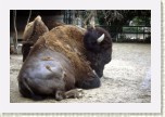 bizon- Bison bison4 * 3108 x 2072 * (416KB)
