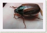 chroust obecn�- Melolontha melolontha1 * 3015 x 2010 * (312KB)