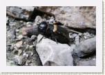 cvr�ek poln�- Gryllus campestris * 2957 x 1971 * (435KB)