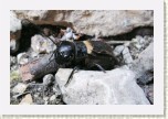 cvr�ek poln�- Gryllus campestris1 * 3089 x 2059 * (428KB)