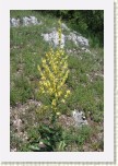 divizna knotovit�- Verbascum lychnitis * 2065 x 3098 * (1.24MB)