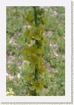 divizna knotovit�- Verbascum lychnitis1 * 1979 x 2969 * (290KB)