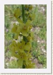 divizna knotovit�- Verbascum lychnitis2 * 2058 x 3087 * (275KB)