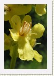 divizna knotovit�- Verbascum lychnitis3 * 2059 x 3088 * (276KB)