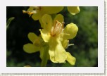 divizna knotovit�- Verbascum lychnitis4 * 3011 x 2007 * (239KB)