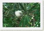 holub dvoubarv�- Ducula bicolor * 3150 x 2100 * (539KB)