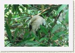 holub dvoubarv�- Ducula bicolor1 * 3046 x 2031 * (507KB)