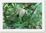 holub dvoubarv�- Ducula bicolor2 * 3204 x 2136 * (566KB)