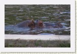 hroch oboj�iveln�- Hippopotamus amphibius * 3175 x 2117 * (513KB)