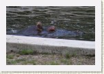 hroch oboj�iveln�- Hippopotamus amphibius1 * 3025 x 2017 * (428KB)
