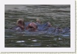 hroch oboj�iveln�- Hippopotamus amphibius2 * 3124 x 2083 * (393KB)