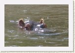 hroch oboj�iveln�- Hippopotamus amphibius3 * 3081 x 2054 * (450KB)
