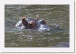 hroch oboj�iveln�- Hippopotamus amphibius4 * 2966 x 1977 * (394KB)