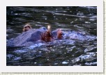 hroch oboj�iveln�- Hippopotamus amphibius5 * 2972 x 1981 * (722KB)