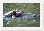 hroch oboj�iveln�- Hippopotamus amphibius6 * 2951 x 1967 * (532KB)
