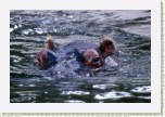 hroch oboj�iveln�- Hippopotamus amphibius7 * 3074 x 2049 * (631KB)