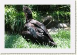 ibis skaln�- Geronticus eremita * 3098 x 2065 * (607KB)