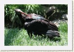ibis skaln�- Geronticus eremita1 * 3105 x 2070 * (719KB)