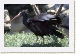 ibis skaln�- Geronticus eremita10 * 2760 x 1840 * (435KB)