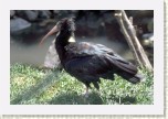 ibis skaln�- Geronticus eremita11 * 3084 x 2056 * (741KB)