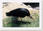 ibis skaln�- Geronticus eremita12 * 3198 x 2132 * (733KB)