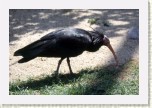 ibis skaln�- Geronticus eremita13 * 3042 x 2028 * (705KB)