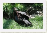ibis skaln�- Geronticus eremita2 * 2925 x 1950 * (756KB)