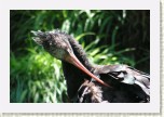 ibis skaln�- Geronticus eremita3 * 3098 x 2065 * (479KB)