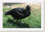 ibis skaln�- Geronticus eremita6 * 3139 x 2093 * (785KB)