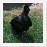 ibis skaln�- Geronticus eremita7 * 2439 x 2439 * (663KB)