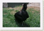 ibis skaln�- Geronticus eremita8 * 3098 x 2065 * (802KB)