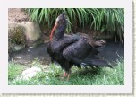 ibis skaln�- Geronticus eremita9 * 3120 x 2080 * (635KB)