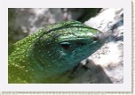 je�t�rka zelen�- Lacerta viridis * 2900 x 1933 * (271KB)