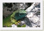 je�t�rka zelen�- Lacerta viridis1 * 3145 x 2097 * (560KB)