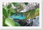 je�t�rka zelen�- Lacerta viridis2 * 2951 x 1967 * (430KB)
