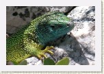 je�t�rka zelen�- Lacerta viridis3 * 3025 x 2017 * (494KB)