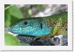 je�t�rka zelen�- Lacerta viridis4 * 3072 x 2048 * (450KB)