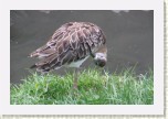 jesp�k bojovn�- Philomachus pugnax3 * 2938 x 1959 * (453KB)
