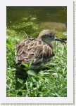 jesp�k bojovn�- Philomachus pugnax4 * 2061 x 3092 * (498KB)