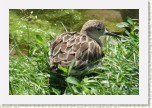 jesp�k bojovn�- Philomachus pugnax5 * 3137 x 2091 * (607KB)