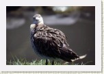 jesp�k bojovn�- Philomachus pugnax6 * 2915 x 1943 * (399KB)