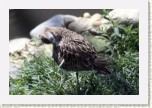 jesp�k bojovn�- Philomachus pugnax7 * 3138 x 2092 * (631KB)