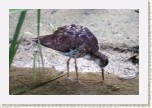 jesp�k bojovn�- Philomachus pugnax8 * 3171 x 2114 * (653KB)