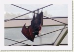 kalo�- Pteropus3 * 2004 x 1336 * (175KB)