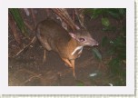 kan�il men��- Tragulus javanicus * 3002 x 2001 * (517KB)
