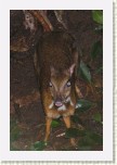 kan�il men��- Tragulus javanicus1 * 1999 x 2998 * (462KB)