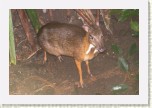 kan�il men��- Tragulus javanicus2 * 2786 x 1857 * (435KB)