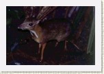 kan�il men��- Tragulus javanicus6 * 3090 x 2060 * (516KB)