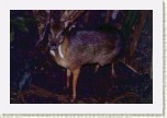 kan�il men��- Tragulus javanicus7 * 3078 x 2052 * (575KB)