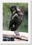kormor�n velk�- Phalacrocorax carbo * 1953 x 2930 * (356KB)
